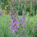 Linaria purpurea